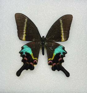 タカネクジャクアゲハ　インド産　外国産蝶標本　昆虫