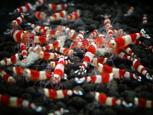 *<5/30 shipping limitation (pick up) price > Red Bee Shrimp 10 pcs 