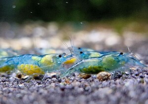 * bell bed blue shrimp 20 pcs 