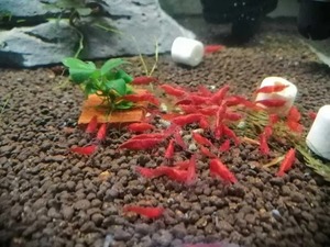 * red fire - shrimp 10 pcs 