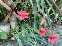 ヒメヒオウギ　姫檜扇　種子15粒　可憐　朱赤の花_画像2