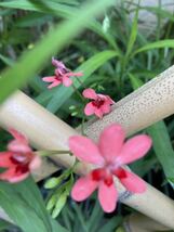 ヒメヒオウギ　姫檜扇　種子15粒　可憐　朱赤の花_画像4