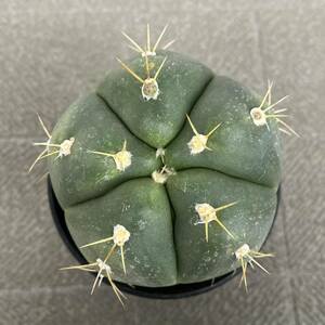 サボテン ペンタカンサ 聖王丸 ギムノカリキウム Gymnocalycium 多肉植物 10cm つぼみあり インテリア グリーン 