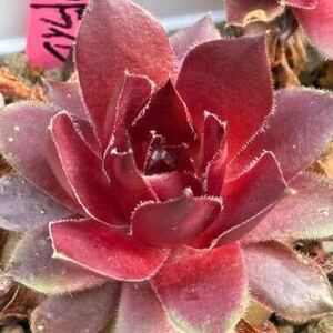 センペルビウム◆◇ フォトレッドワイン　◆◇多肉植物♪根付きSempervivum 2枚目出品苗です。発送は5/7です