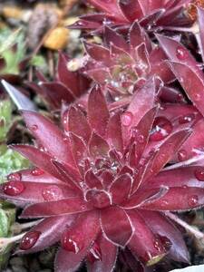 センペルビウム◆◇ Pacific Red Hawk◆◇多肉植物♪根付きSempervivum 2枚目出品苗です発送は5／7です