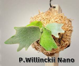 ビカクシダ P.willinkii 'Nano' spore