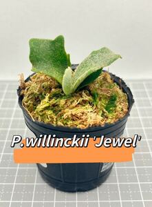  staghorn fern P.willinckii 'Jewel' spore