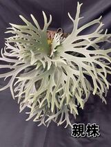 ビカクシダ P.willinckii 'Jewel' spore_画像5