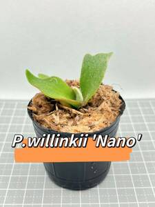 ビカクシダ P.willinkii 'Nano' spore ナノ