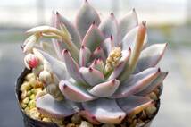 【実生】エケベリア カマノイ プエブラ Echeveria caamanoi Puebla 多肉植物 自家採種実生_画像4