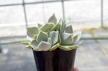 【美形種】エケベリア ミックスベリア 藤紫 Echeveria 'Fujimurasaki' 多肉植物 おらいさん 自家繁殖苗_画像5