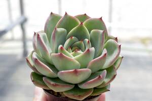 【極上品】エケベリア ミックスベリア クリスマスキャロル Echeveria 'Christmas carol' 多肉植物 おらいさん 自家繁殖苗