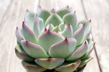 【極上品】エケベリア ミックスベリア クリスマスキャロル Echeveria 'Christmas carol' 多肉植物 おらいさん 自家繁殖苗_画像3