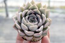 【極上品】エケベリア ミックスベリア プリンセスティアラ Echeveria 'Princess tiara' 多肉植物 おらいさん 自家繁殖苗_画像4