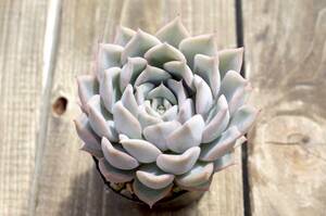 【極上品】エケベリア ミックスベリア プリンセスティアラ Echeveria 'Princess tiara' 多肉植物 おらいさん 自家繁殖苗