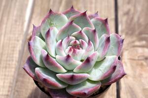 【人気種】エケベリア チワワエンシス Echeveria chihuahuaensis 原種 多肉植物 自家繁殖苗 充実株