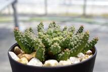 【2022年実生、特選株】ユーフォルビア ゴルゴニス 金輪際 3寸鉢 Euphorbia gorgonis 有望株 自家採取の種子から 開花球_画像3