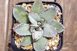 【レア種】アガベ パリー トランカータ 'ベッドオブネイルズ' Agave parryi var. truncata 'Bed of Nails' 自家繁殖苗 ※宅急便のみ