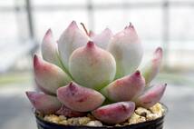 【人気種】エケベリア コロラータ Echeveria colorata 多肉植物_画像4