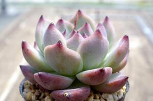 【人気種】エケベリア コロラータ Echeveria colorata 多肉植物