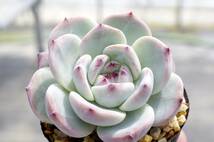 【極上品】エケベリア ミックスベリア ももりん Echeveria 'Momolin' 多肉植物 おらいさん 自家繁殖苗_画像5