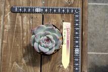 【極上品】エケベリア ミックスベリア ももりん Echeveria 'Momolin' 多肉植物 おらいさん 自家繁殖苗_画像7