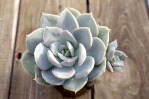 【原種】エケベリア ルンヨニー Echeveria runyonii 自家繁殖苗 多肉植物