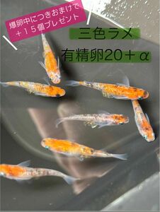 三色ラメメダカ 有精卵25個 ＋オマケ15個以上(保証分を含む)