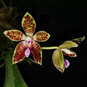 Phalaenopsis corningiana 小 希少な現地由来個体 原種洋蘭 野生ラン 第四種郵便速達可の画像1