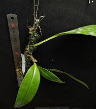 Bulbophyllum kubahense Kalimantan5 原種洋蘭 野生ラン 第四種郵便速達可_画像3