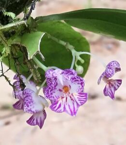Phalaenopsis appendiculata Borneo 3 希少な現地由来個体 原種洋蘭 野生ラン 第四種郵便速達可