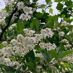 エゴノキ　種　シンボルツリー　種子　庭木　白い花　