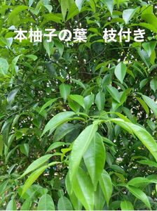 ゆずの葉　枝付き10本　ユズ　アゲハチョウ　えさ　柚子　昆虫　柑橘類　若葉