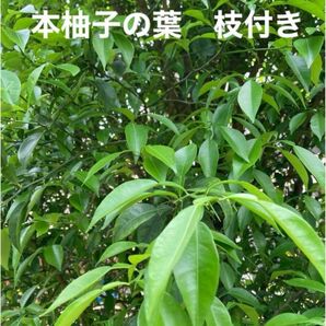 ゆずの葉　枝付き10本　ユズ　アゲハチョウ　えさ　柚子　昆虫　柑橘類　若葉