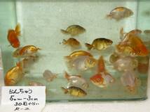 ☆ らんちゅう北関東師匠作R1-2 当歳魚　30匹 5.0-3.0ｃｍ前後_画像8