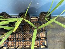 サバルヤシ 6苗セットSabal palmetto サバル パルメット　検）ココスヤシ　ブラヘア　カナリーヤシ　ワシントンヤシ　オニサバル　ソテツ_画像5