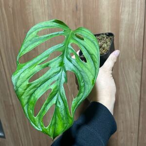 モンステラ アダンソニー　カット苗　Monstera 