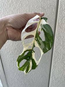 モンステラ Monstera 斑入り アダンソニー　マドカズラ 