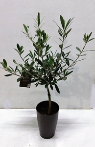 オリーブの鉢植え　形のきれいなチプレッシーノ3号鉢14