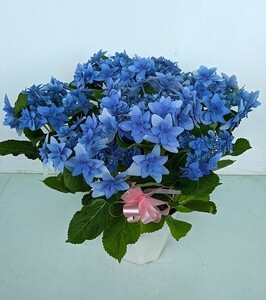 ブルーの鮮やかな八重ガクアジサイ　千代女（ちよじょ）５号鉢