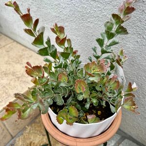 観葉植物 アデナンサス　クネータスバスケットフラワー 鉢ごと