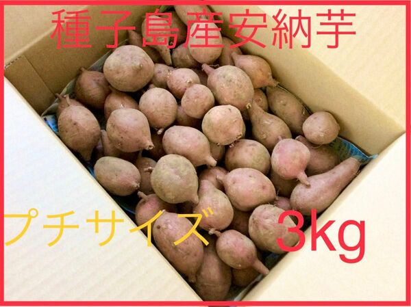 種子島産安納芋プチサイズ3kgさつまいも農薬不使用焼き芋に紅はるかより希少♪23