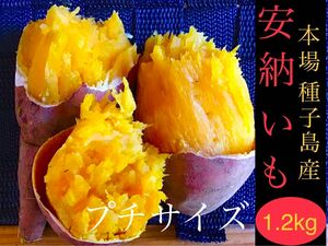 種子島産プチサイズ1.2kgさつまいも安納芋農薬不使用 焼き芋に