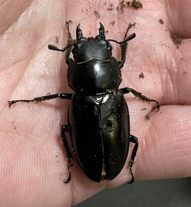 自力ハッチ ボーリンフタマタ 原名亜種 ♀単品