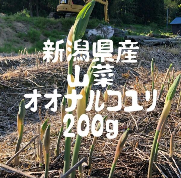 新潟県産　山菜　オオナルコユリ　200g 5/6発送