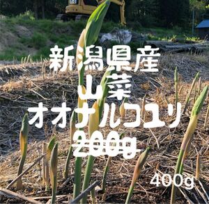 新潟県産　山菜オオナルコユリ　400g う　5/11発送