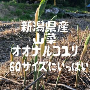 新潟県産　山菜オオナルコユリ　60サイズにいっぱい