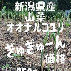 新潟県産　山菜　オオナルコユリ　350g ぎゅぎゅ〜ん価格　5/14発送