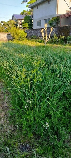 無農薬栽培岐阜県山県市産嘉定種にんにくの芽　1.5キロ