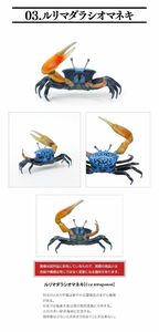 いきもの大図鑑ミニコレクション　甲殻類　ルリマダラシオマネキ
